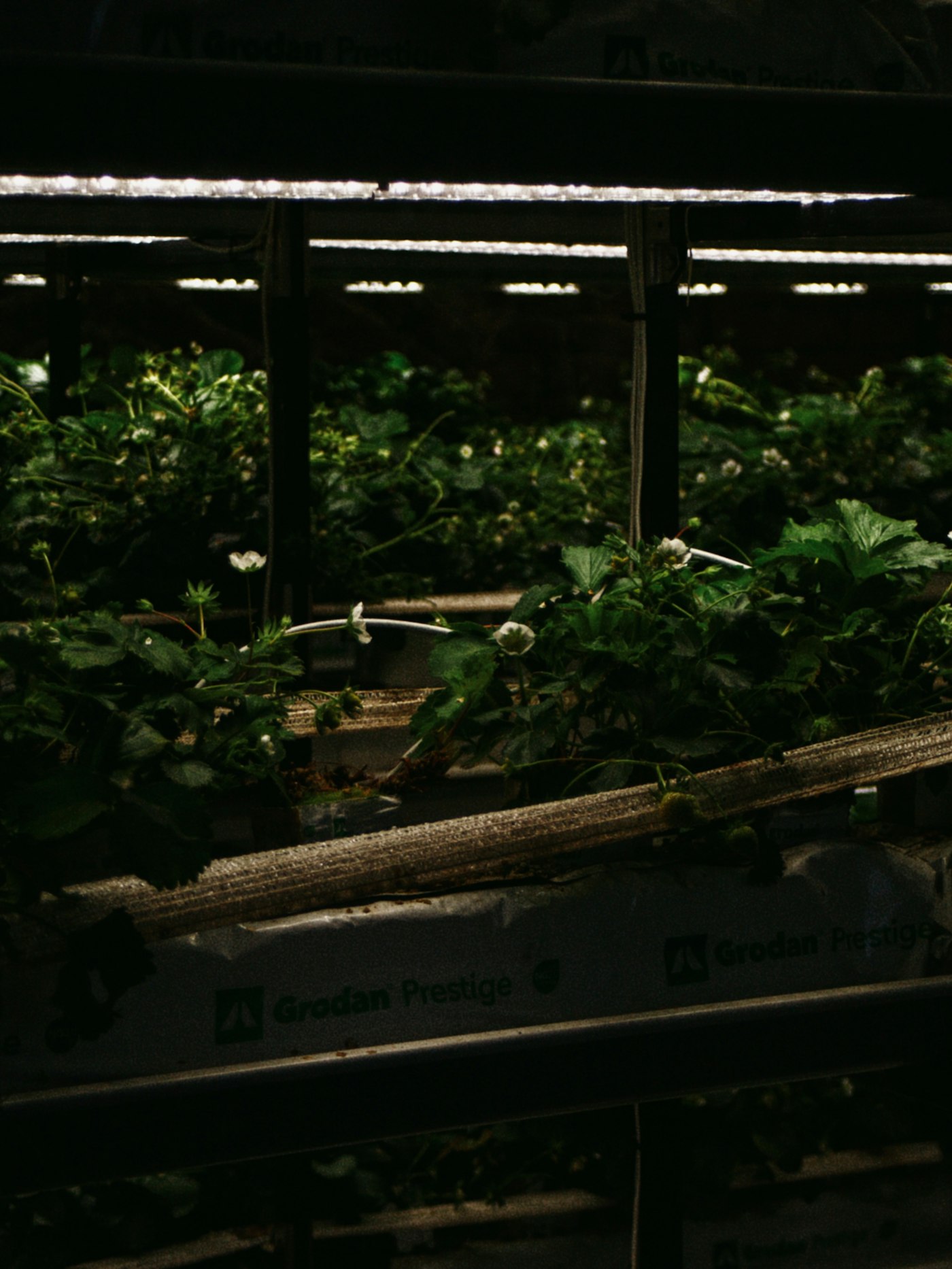 Rows of leafy green plants growing indoors under artificial grow lights